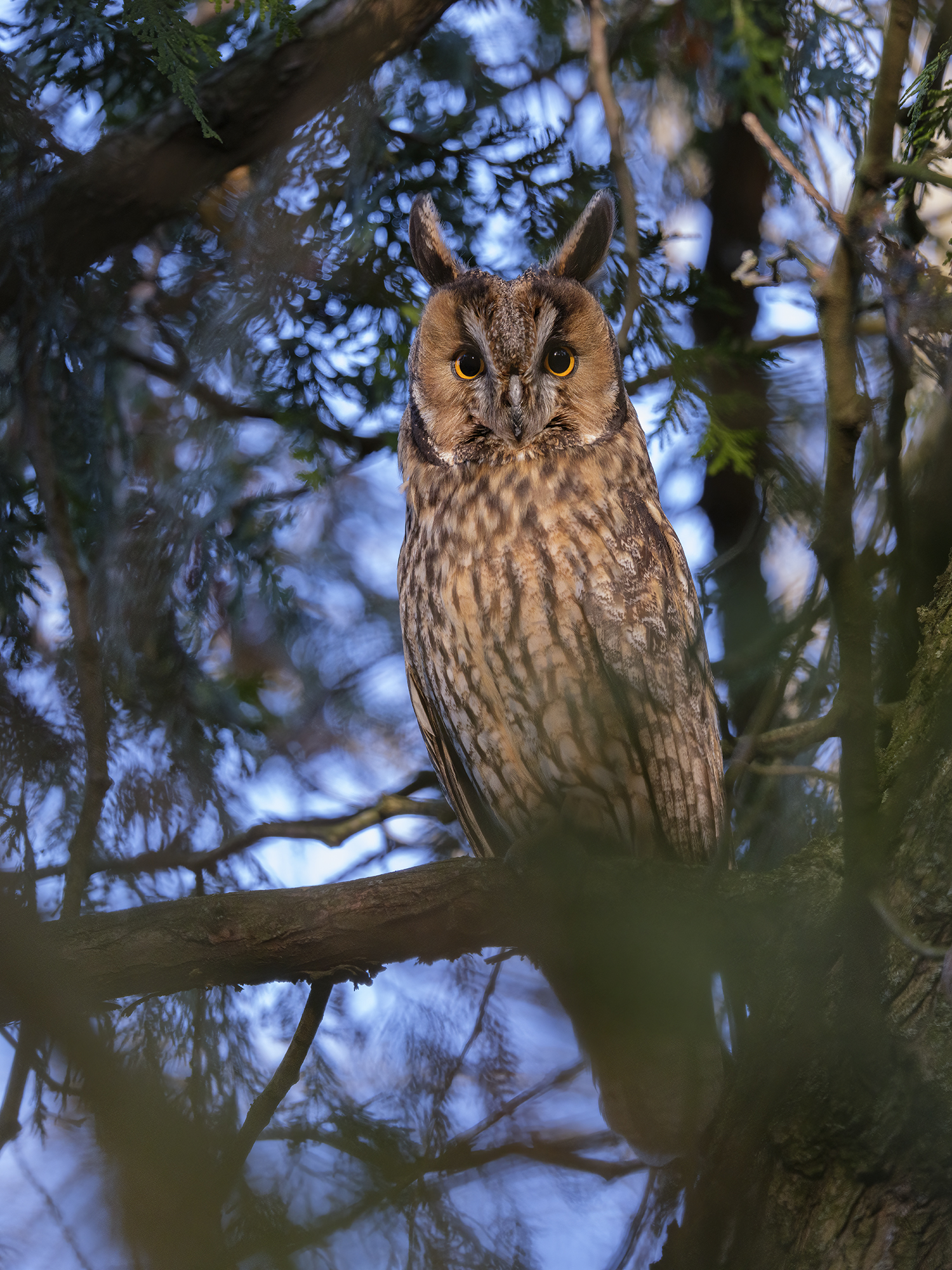 Die markanten Federohren ...